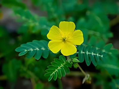 Imagem de tribulus Terrestris